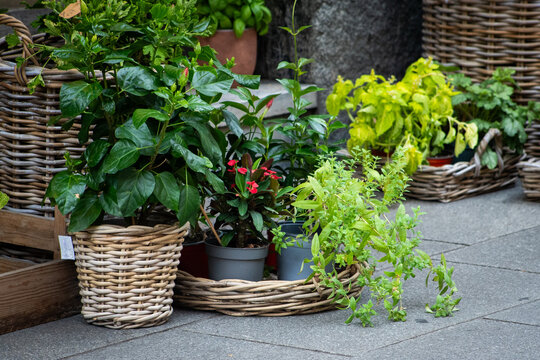 Various Green Potted Plants and Herbs in Wicker Baskets Outside a Flower Shop garden. Flowers sale