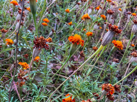 drying French marigold (Tagetes patula) flowers in an outdoor agricultural research field. natural lifecycle of the plants