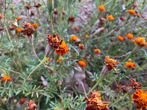 drying French marigold (Tagetes patula) flowers in an outdoor agricultural research field. natural lifecycle of the plants