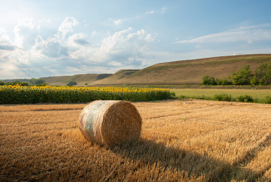 Golden Hay Bale in Wheat Field with Sunflowers and Rolling Farmland