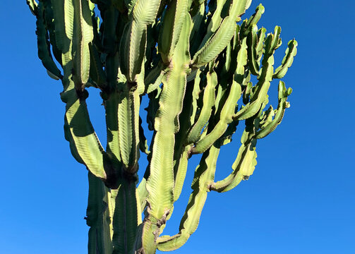 Plano contrapicado de una planta suculenta Euphorbia candelabro con sus ramas verdes ramificadas apuntando hacia un cielo azul despejado y brillante