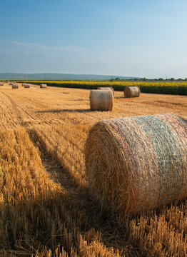 Golden Hay Bale in Wheat Field with Sunflowers and Rolling Farmland