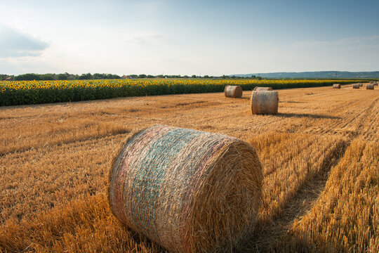 Golden Hay Bale in Wheat Field with Sunflowers and Rolling Farmland