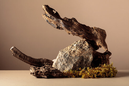 Old dry wooden snag, large crushed granite stone, and moss on a beige background.