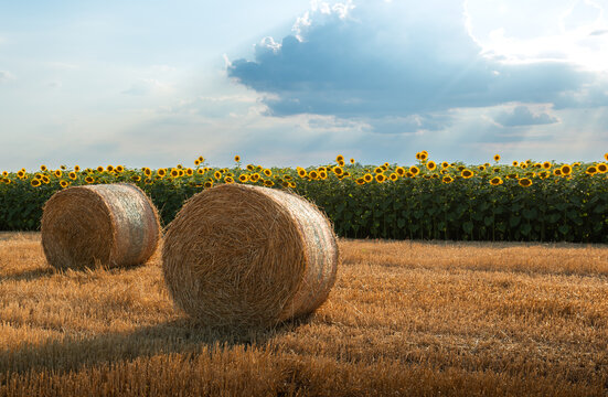 Golden Hay Bale in Wheat Field with Sunflowers and Rolling Farmland