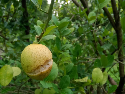 a ripe yellow lemon fruit splitting open while still hanging from the branch of a tree, caused by environmental stress, irregular watering, and heavy rain in a sunny citrus orchard.