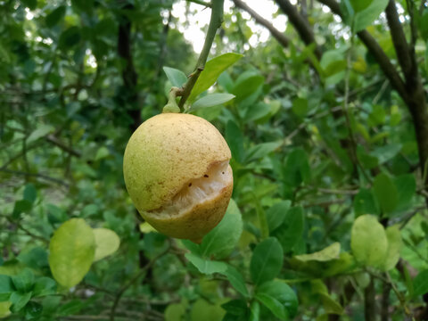 a ripe yellow lemon fruit splitting open while still hanging from the branch of a tree, caused by environmental stress, irregular watering, and heavy rain in a sunny citrus orchard.