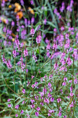 Fototapeta premium View of Veronica flowers blooming beautifully in an early summer garden.
