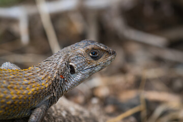 Macro Profile Portrait of Chilean Liolaemus Lizard © Roberto
