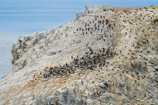Massive Seabird Colony of Cormorants and Boobies on Cliff