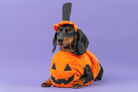 A black and tan dachshund dog wears an orange jack o lantern costume and matching cap while lying on a purple studio backdrop, a charming idea for a Halloween pet product and greeting card.