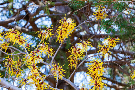 Hamamelis intermedia &rsquo;Barmstedt Gold&rsquo; with yellow flowers that bloom in early spring.