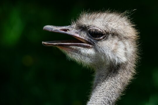 The Common Ostrich (Struthio camelus).