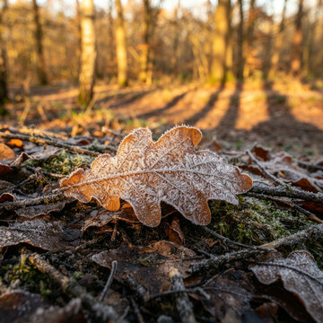 Frosted oak leaf lying on fallen autumn leaves and moss on a woodland floor
