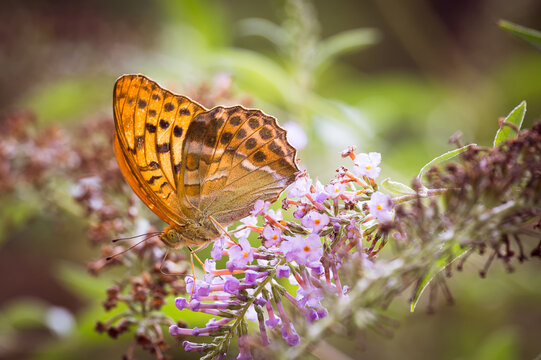 Fritillary butterfly perched on a purple butterfly bush flower