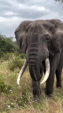 African Elephant Dust Bathing and Walking in Savanna Close Up
