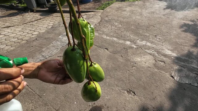 Close up of farmer hand spraying bunch of green unripe mangoes on tree with handheld spray bottle containing liquid fertilizer to promote faster ripening and prevent pest disease outdoors