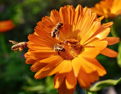 orange calendula flower with bees in a sunny garden during pollination