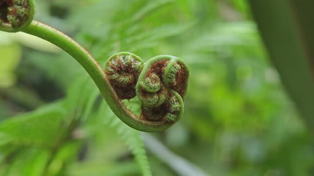 Fiddlehead fern in the garden.