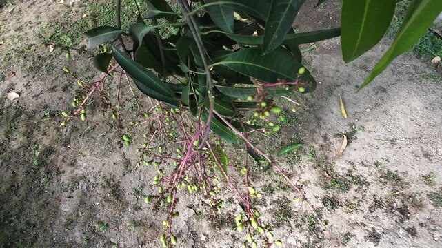 Red Ivory mango blossoms developing into small green fruitlets on pinkish red panicle branches with lush green leaves in orchard, variety that turns beautiful red with yellow blush when ripe