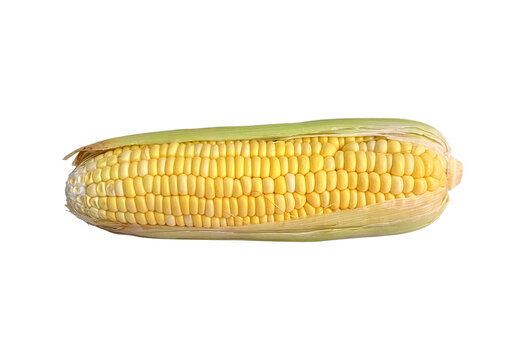 Fresh Sweet Corn on the Cob Isolated on White Background, Raw Yellow Maize Ear with Green Husk for Healthy Food and Agriculture Concepts