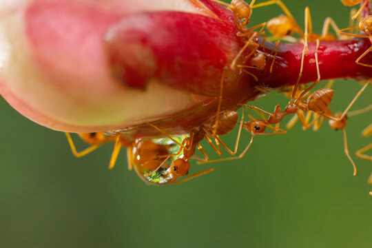 Close up the power of stronger red ants action drinking water and waterdrop on branch trees.Wildlife animal in the nature at outdoor park.Unity and team work together concept.