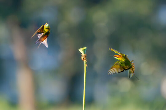 Green bee eater flying on nature with space blur background for text.Little bird flying and lotus on green background.Animals nature wildlife image on the outdoor park.
