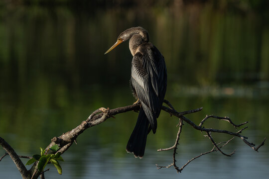 Anhinga perched on a branch