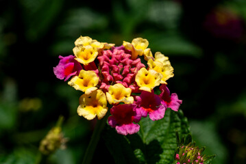 lantana, flores, flor, flores coloridas, planta, naturaleza, jardín, flores tropicales, racimo de flores, flores amarillas, flores rosas, flores magenta, floración, floral, botánica, planta ornamental © fergomez