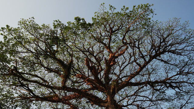 Wide low angle shot captures sprawling canopy branches of Samanea saman rain tree illuminated by warm golden sunlight. High optical sharpness and deep focus highlight massive tree structure.
