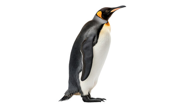 Adult king penguin standing side view polar wildlife isolated on transparent background