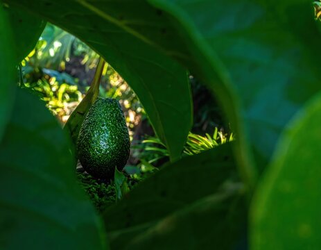 Ripe green avocado fruit hanging on a tree branch.