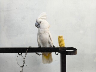 White Cockatoo Standing On Perch With Food Container © yudi