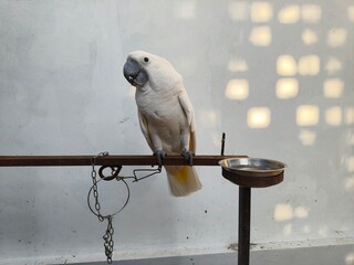 White Cockatoo Bird Sitting On Perch Looking Ahead © yudi