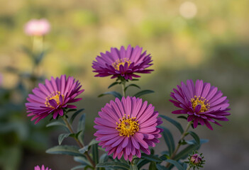 Fototapeta premium Autumn garden beauty with vibrant purple aster flowers, nature and seasonal bloom, outdoor floral display in sunlight