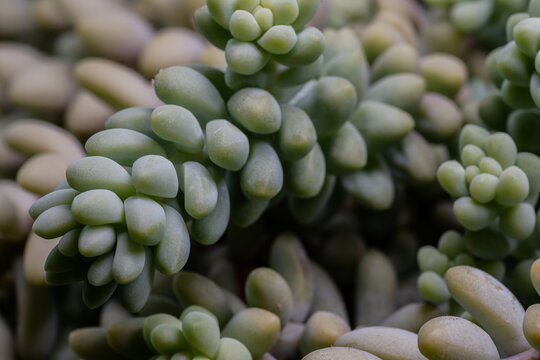 Sedum morganianum. The donkey tail plant 0726
