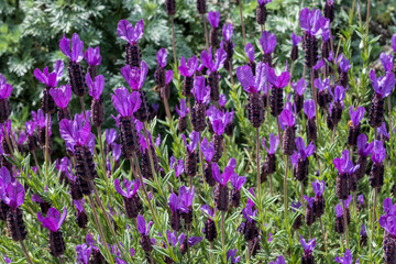 Obraz premium Purple Flowers Blossoming In The Spring