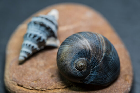 Still life of shells and artifacts shaped and returned by the sea 2
