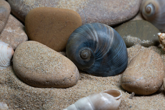 Still life of shells and artifacts shaped and returned by the sea 3