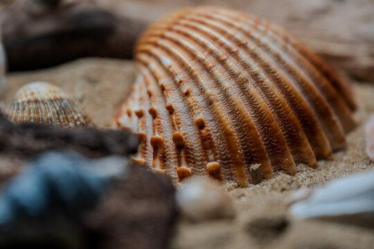 Still life of shells and artifacts shaped and returned by the sea 2