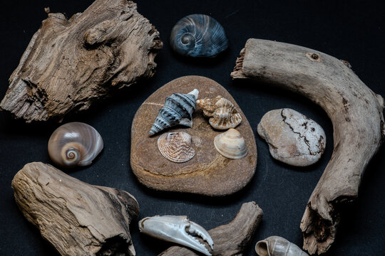 Still life of shells and artifacts shaped and returned by the sea
