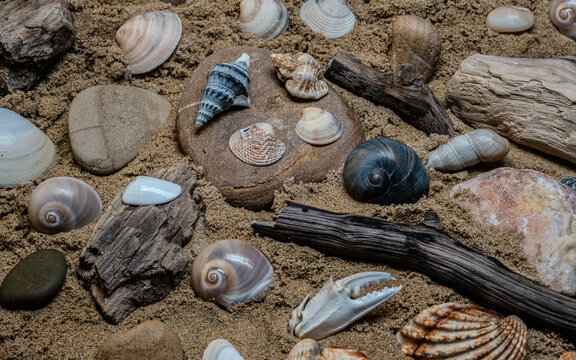 Still life of shells and artifacts shaped and returned by the sea