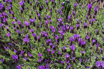 Obraz premium Spanish Lavender Flowers Blooming