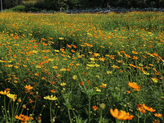 Obraz premium Scenic landscape of yellow and orange cosmos wildflowers stretching across a lush green park.