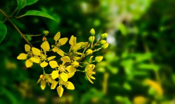 Vibrant yellow gold shower flowers blooming in sunny garden close up detail with green bokeh background nature plant macro.