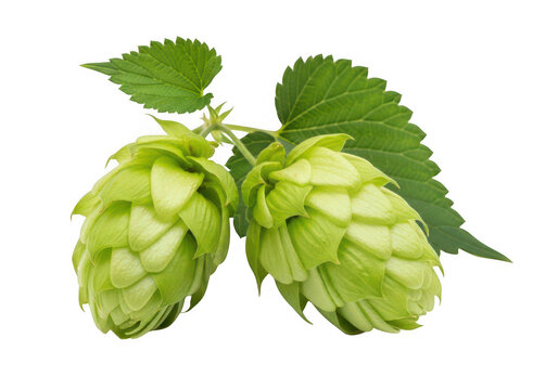 Green hop cones with leaves are displayed on transparent background