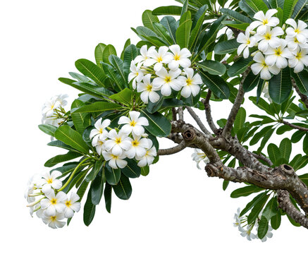 foreground of flowering trees on a transparent background