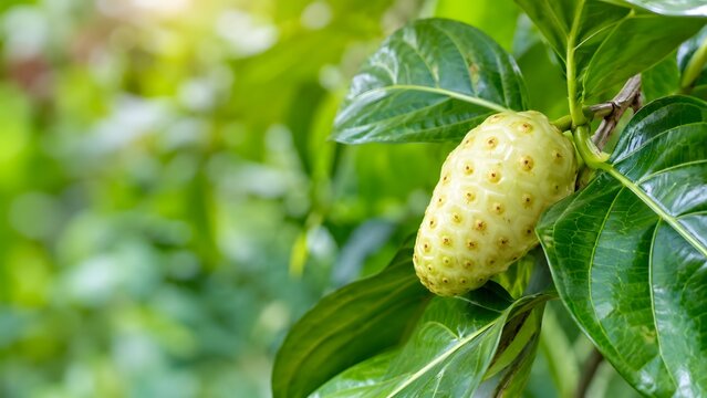Detailed close up photo of a textured ripe noni fruit hanging on a lush green tree suitable for herbal medicine promotions wellness blogs healthy supplement packaging and botany.