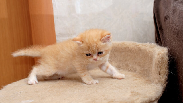 A ginger kitten in the room.