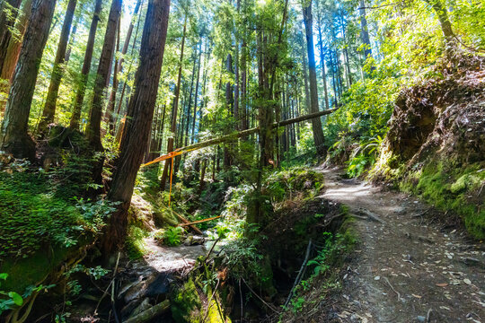 Dirt path through towering coast redwood forest with fallen log spanning ravine